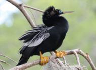 male Anhinga, Wakulla Springs