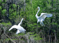 Egrets