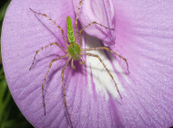 GrnLynxSpdr_ButflyPea