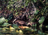 Limpkin-snail