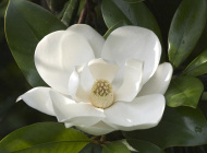 Magnolia