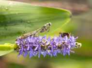 Praying_Mantis