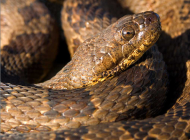 brown water snake