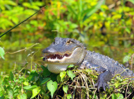 gator