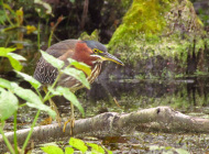 greenheron