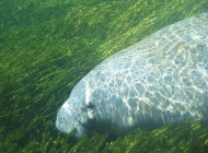 manatee